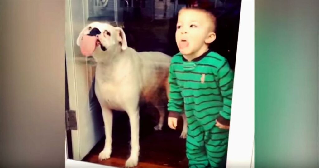 Picture of a child and dog licking a window leaving stains